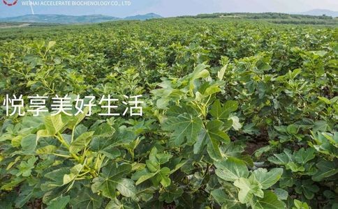 富力悦心生物科技